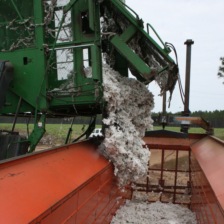 Plunge in cotton prices plaguing growers